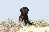 CANE CORSO 207